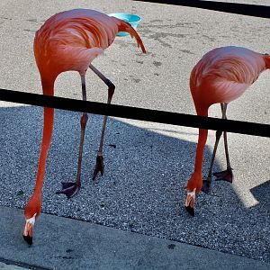 Jun. 2021 - Flights of Fancy: A Brilliance of Birds - Caribbean Flamingo (Flamingo Mingle)