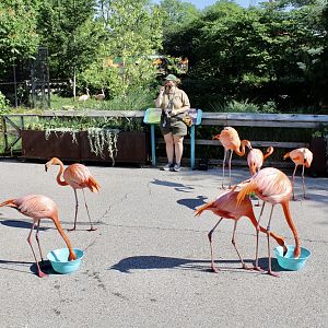 Jun. 2021 - Flights of Fancy: A Brilliance of Birds - Flamingo Mingle