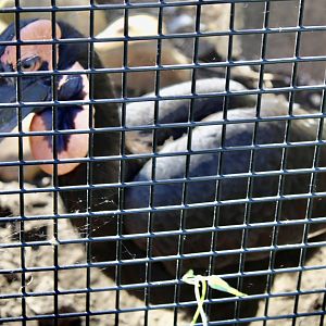 Jun. 2021 - Flights of Fancy: A Brilliance of Birds - Southern Ground Hornbill