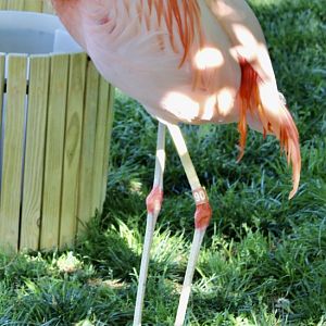 Jun. 2021 - Flights of Fancy: A Brilliance of Birds - Chilean Flamingo