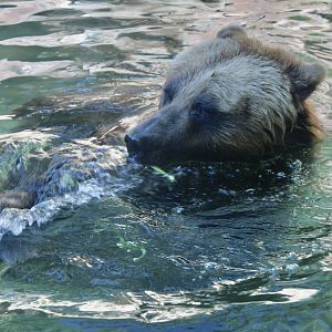Jun. 2021 - Forests - Alaskan Brown Bear