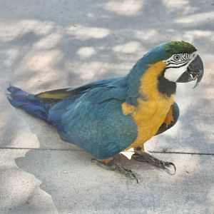 Jun. 2021 - Forests - Blue-and-Gold Macaw