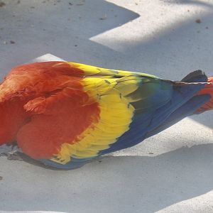 Jun. 2021 - Forests - Scarlet Macaw