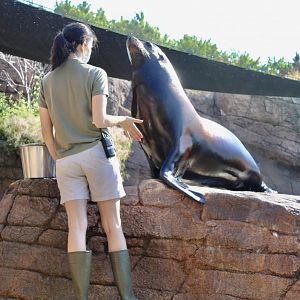 Jun. 2021 - Oceans - California Sea Lion (Sea Lion Chat)