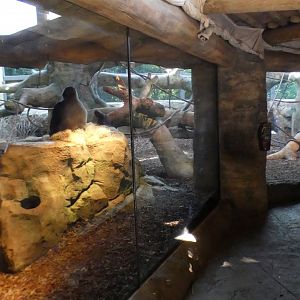 Jun. 2021 - Gorilla World - Indoor Exhibit (Added in 2017)