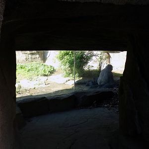 Jun. 2021 - Gorilla World - Glass Viewing to Outdoor Exhibit (Added in 2017)