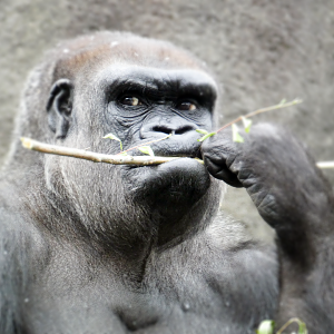 Jun. 2021 - Gorilla World - M'linzi