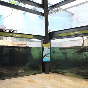 Amazon Rising - River Channel Tank