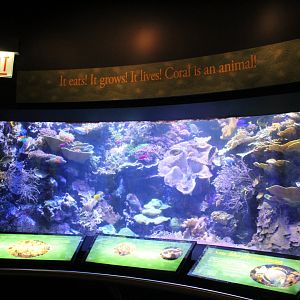 Wild Reef - Coral Reef Tank