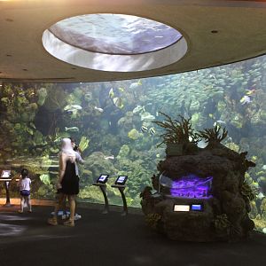 Wild Reef - Schooling Fish Tank