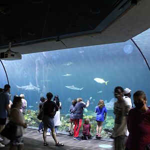 Wild Reef - Shark Tank