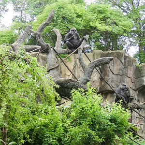 Jun. 2021 - Gorilla World - Gladys & M'linzi