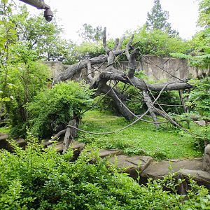 Jun. 2021 - Gorilla World - Gorilla Exhibit