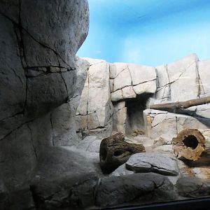 Jun. 2021 - Night Hunters (Lights On) - Black-footed Cat Exhibit