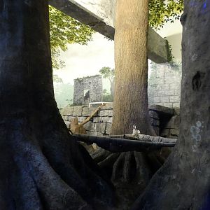 Jun. 2021 - Night Hunters (Lights On) - Southern Brazilian Ocelot Exhibit