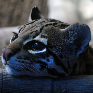 Jun. 2021 - Night Hunters - Ocelot