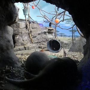 Jun. 2021 - Night Hunters (Lights On) - Aardvark/Greater Bushbaby/Indian Flying Fox Exhibit