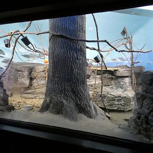 Jun. 2021 - Night Hunters (Lights On) - Aardvark/Greater Bushbaby/Indian Flying Fox Exhibit