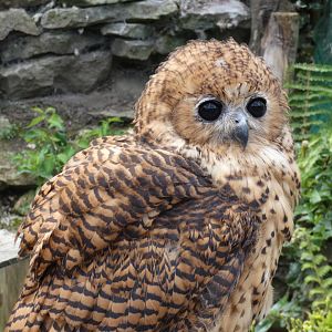 Pel's fishing owl