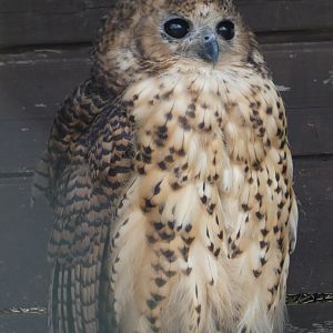 Pel's fishing owl