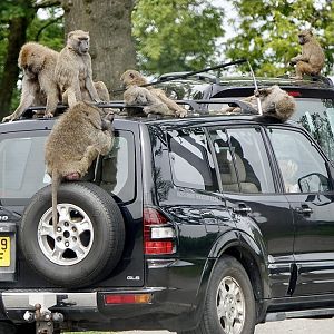 Knowsley Safari