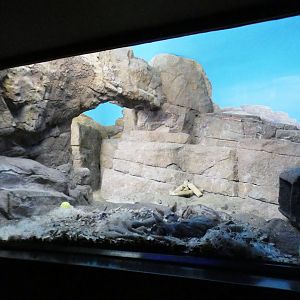 Jun. 2021 - Night Hunters (Lights On) - Aardwolf Exhibit