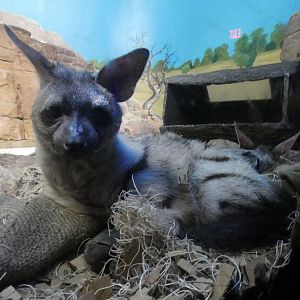 Jun. 2021 - Night Hunters (Lights On) - Aardwolf