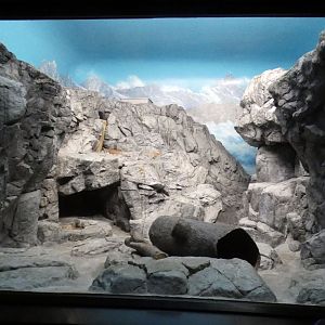 Jun. 2021 - Night Hunters (Lights On) - Pallas' Cat Exhibit (1 of 2)