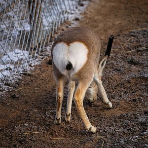 Tibetan gazelle butt