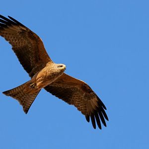 Black Kite
