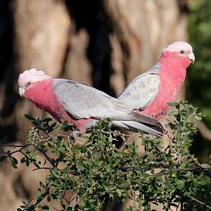 Galahs feeding