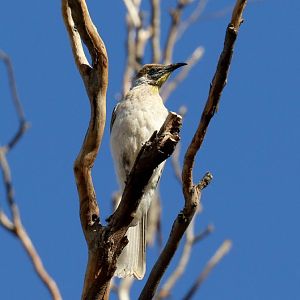 Little Friarbird