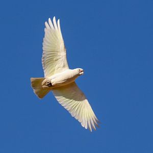 Little Corella