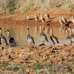 Plumed Whistling-ducks
