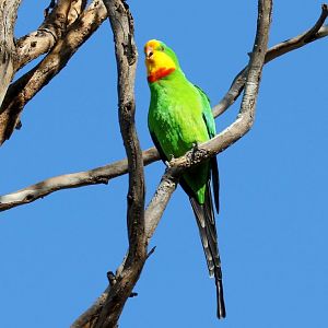 Superb Parrot