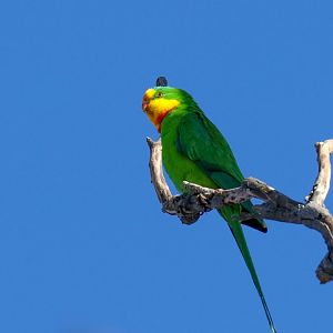 Superb Parrot