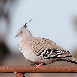 Crested Pigeon