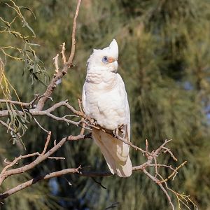 Little Corella