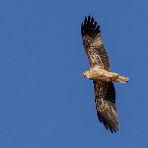 Whistling Kite vocalising