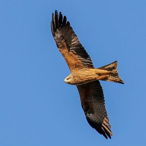 Black Kite