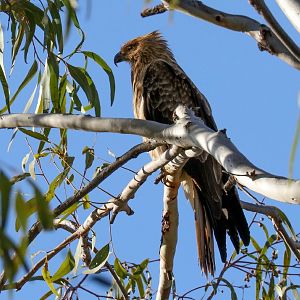 Whistling Kite