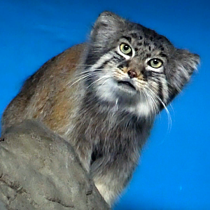 Jun. 2021 - Night Hunters (Lights On) - Pallas' Cat