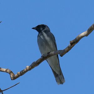 Black-faced Cuckoo-shrike