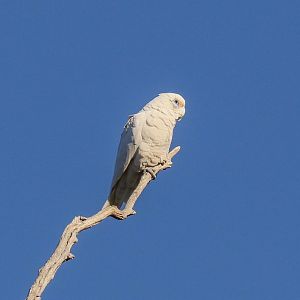 Little Corella