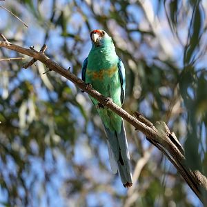 Mallee Ringneck