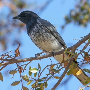 White-bellied Cuckoo-shrike (dark morph)