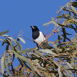 Pied Butcherbird