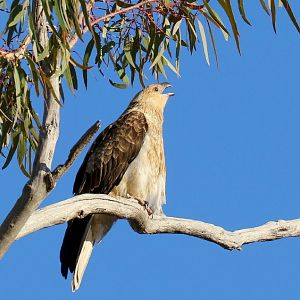 Whistling Kite vocalising
