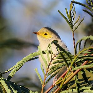 White-plumed Honeyeater juvenile