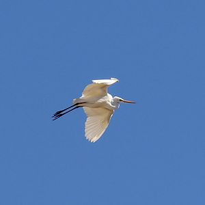 Great Egret